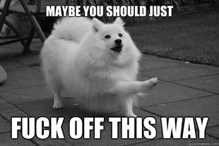 Japanese Spitz