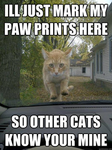 Overly Attatched Cat