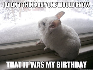 lonely chinchilla