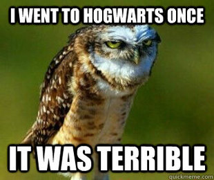 Ornery Owl