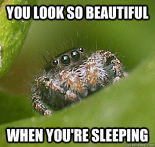 Misunderstood Spider