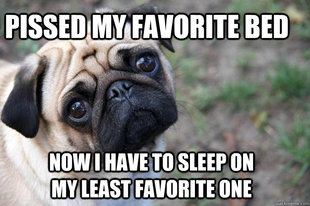 First World Dog problems