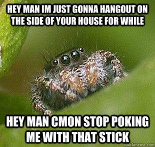 Misunderstood Spider