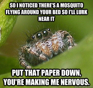 Misunderstood Spider
