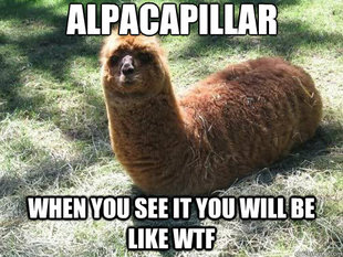 Alpacapillar