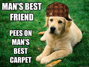 Scumbag Dog