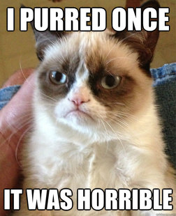 Grumpy cat