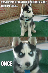 Insanity puppy