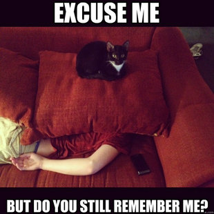 jealous cat