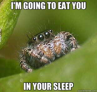 Misunderstood Spider