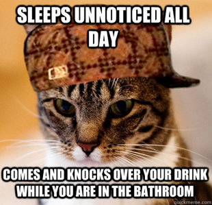 Scumbag Cat