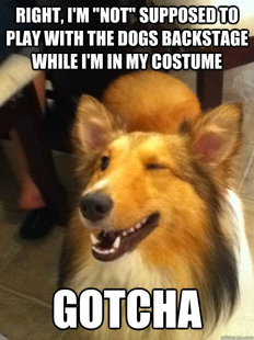 implying dog