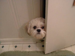 overly attached dog