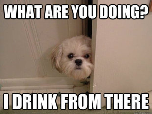 overly attached dog