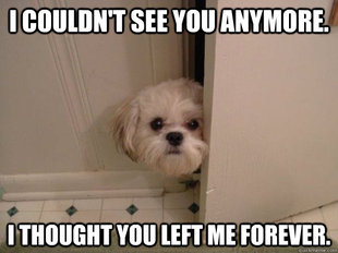 overly attached dog
