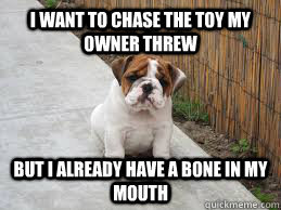 First World Dog Problems
