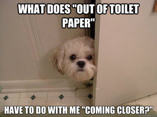 overly attached dog
