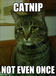 Depressed cat