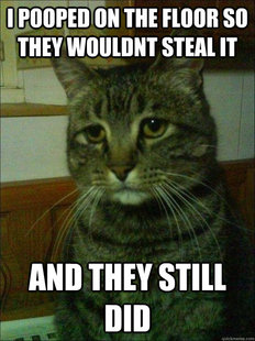 Depressed cat