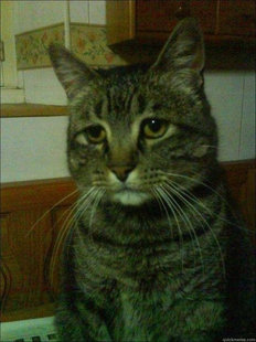 Depressed cat