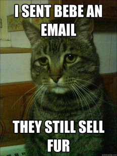 Depressed cat