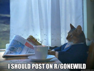 The One Percent Cat