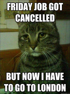 Depressed cat