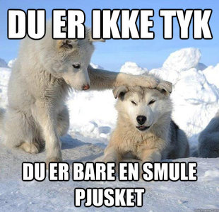 Caring Husky