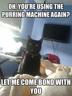 overly attached cat