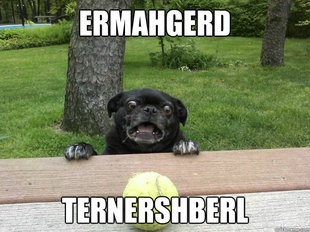 Berks Dog