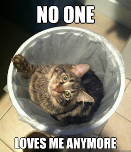 Hide and Seek Cat
