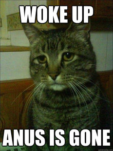 Depressed cat