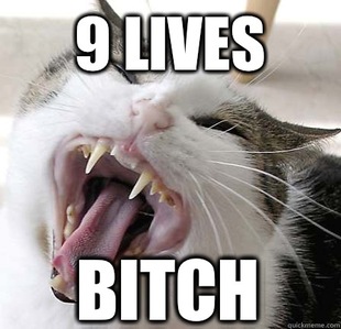 Angry cat