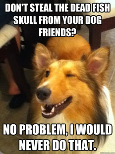 implying dog