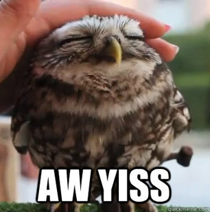 cute owl