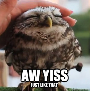 cute owl