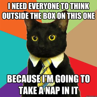 business cat