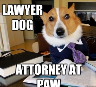 Lawyer Dog
