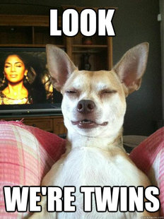 10 Dog