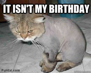 Angry cat