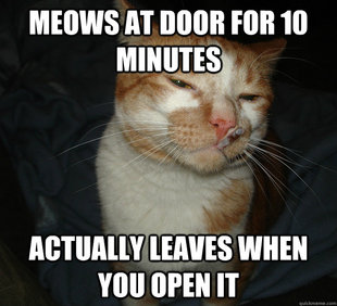 Cool Cat Craig
