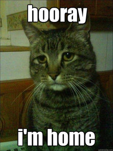 Depressed cat
