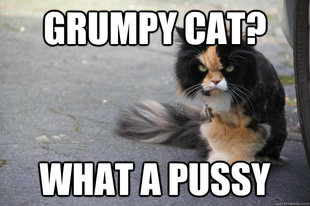 Angry Cat