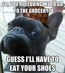 Scumbag dog