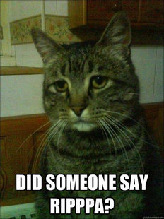 Depressed cat