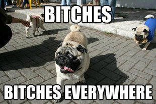 Dog Gone Horny