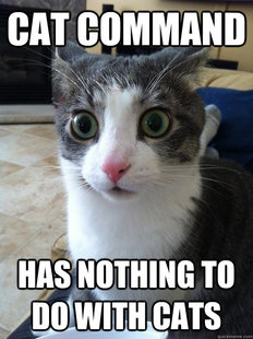 Sudden Clarity Cat