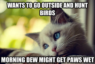 First World Cat Problems