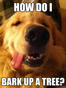 10 Dog