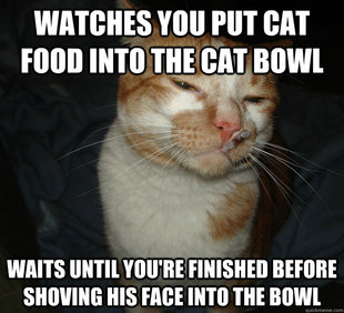 Cool Cat Craig